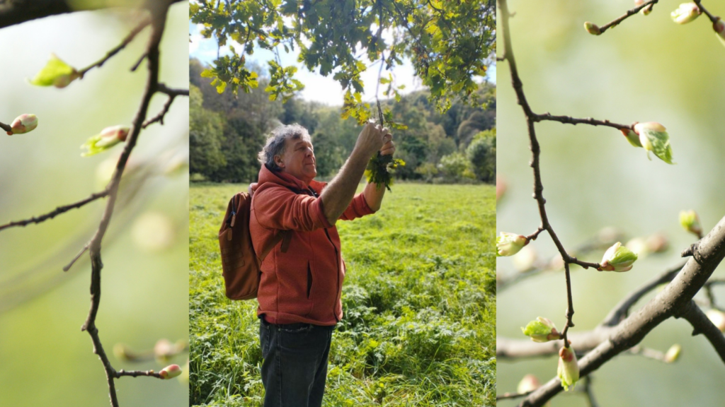 Alain Barbier ceuillant des bourgeons