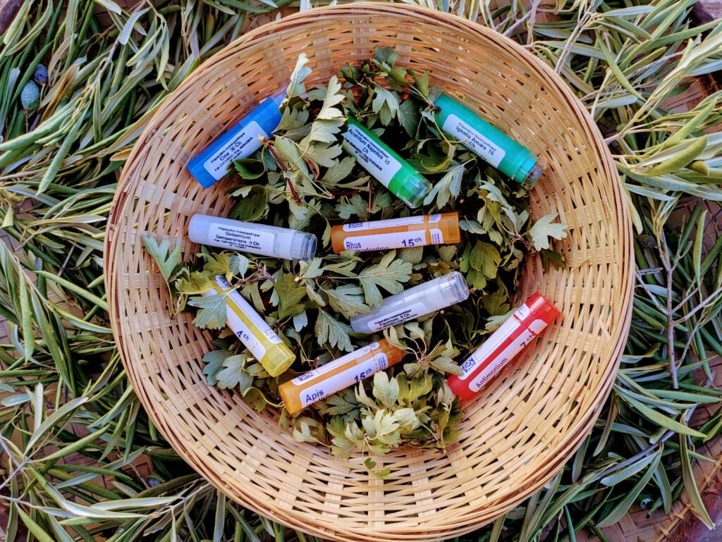Tubes d'homéoptahie dans un panier d'aubépine entouré de feuilles d'oliviers